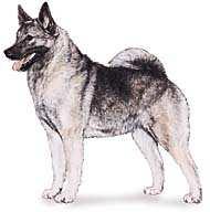 AKC All Breed Agility PREMIUM This Event is Accepting Entries for Mixed Breed Dogs Listed in the AKC Canine Partners Program Norwegian Elkhound Association of Minnesota Licensed by the American