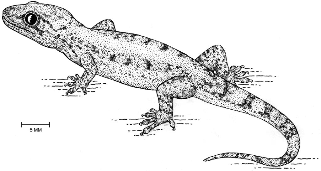 New Species of Lepidodactylus. Buden 409 Figure 2. Holotype of L. oligoporus, mcz R184388. Figure 3. Left hind foot of holotype of L. oligoporus, mcz R184388. Figure 4.