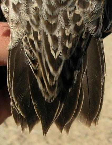 coverts: left male    Tail