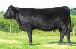 This blaze face female has the potential to make a great cow. Great disposition would make a nice show heifer for any junior. MMF Barbara U95 PUREBRED COW H BD: 9-11-08 H ASA# 2474309 BW: 88 H ADJ.