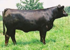 .. Swain Select Simmental 27 This is a homozygous polled and homozygous black beauty out of the very reliable 010G donor.