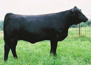 Add this to an outcross pedigree and great EPD s and you have a sale feature. Retaining 6# 1 embryos at the buyers convenience and our expense. H Bred AI on 2-01-2009 to CE 8 BW -0.