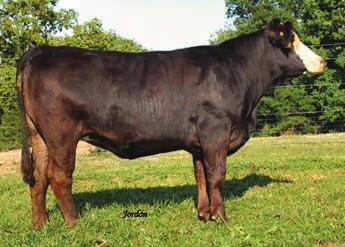 .. Swain Select Simmental PVF-BF BF26 Black Joker SSS-SCF Mindy 010G In the spirit of something different, how about a daughter of Leachman Black Eyed Joe? Don t 33 CE 7 BW 0.