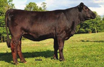 An embryo daughter of Sheza Unforgettable, U80 has the performance to be a very productive cow in the future.