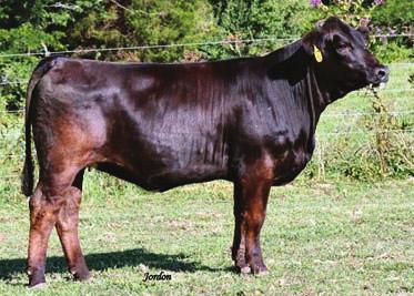 The H3 females continue to impress us every day. And everyone knows what Big Sky cows do. Bred to WHF Trucker 075R our heifer bull. H PE on 7-13-2009 to 8-13-2009 WHF Trucker 075R. 43 CE 6 BW 1.