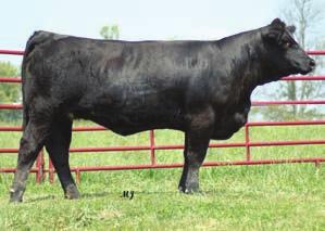 U85 has great numbers for growth, while still maintaining calving ease and maternal EPDs. Bred to HTP SVF In Dew Time on 4-27- 09, Nikkie is bound to have a standout calf at side by spring.