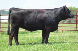 .. Swain Select Simmental If you like them to be attractive from the profile, big bodied and blaze faced, then 811U is one for you.