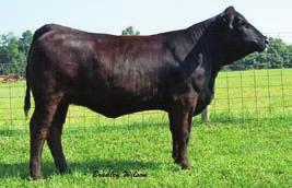 of the best we have ever raised. She sells bred to a black blazed face Star Power son of the foundation Mindy, how s that for something interesting to think about for the future?