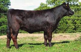 .. Welsh Simmentals Angel is a top bred heifer that is three dimensional being thick, deep, and wide. A cow in the making and should be a front pasture kind of female. Great genetics here.