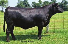 .. Indian Creek Simmental Cooks Pile Driver SVF Mariah M815 54 CE 3 BW 0.5 WW 30 YW 62 MCE 6 MM 13 MWW 28 Marb 0.02 REA 0.38 API 105 Fancy, clean-lined Solid black heifer.