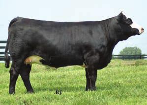 Safe to WHF Trucker 075R the 2006 KY State fair Champion bull. Her dam is a full sister to the 2000 Junior National Champion female. H PE on 12-09-2009 to 3-24-2009 WHF Trucker 075R 58 CE 5 BW 0.