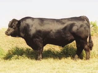 She has a 62 CE 10 BW 1.3 WW 34 YW 64 MCE 5 MM 8 MWW 25 Marb 0.43 REA 0.22 API 130 pedigree that goes back to the Bertha s Blk Ambition donor owned by Brant Farms in Minnesota.