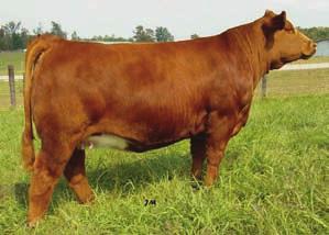the Wittie family in Louisiana. We currently have her natural calf IC Africa by STF Affirmed that will be a sale feature in the 2010 Bulls of the Bluegrass.