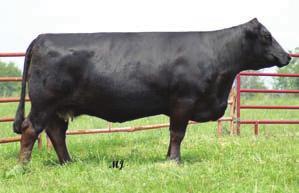 Here is an opportunity to buy progeny out of STF CE BW 1.6 WW 32 YW 60 MCE MM 0.2 MWW 16 Marb 0.26 REA 0.04 API 99 Dominance, a young sire with exclusive semen rights.