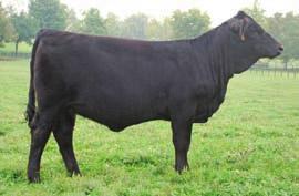 heifer. Her dam is a great working cow that always brings in a heavy calf. Easy going heifer with good rib shape, long spine and all on a big foot. You can t go wrong with this pedigree.