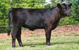 Maci 1040L 1040W is a deep bodied, bold sprung female. This solid black Cross Check female is backed by a really nice Dakota cow.