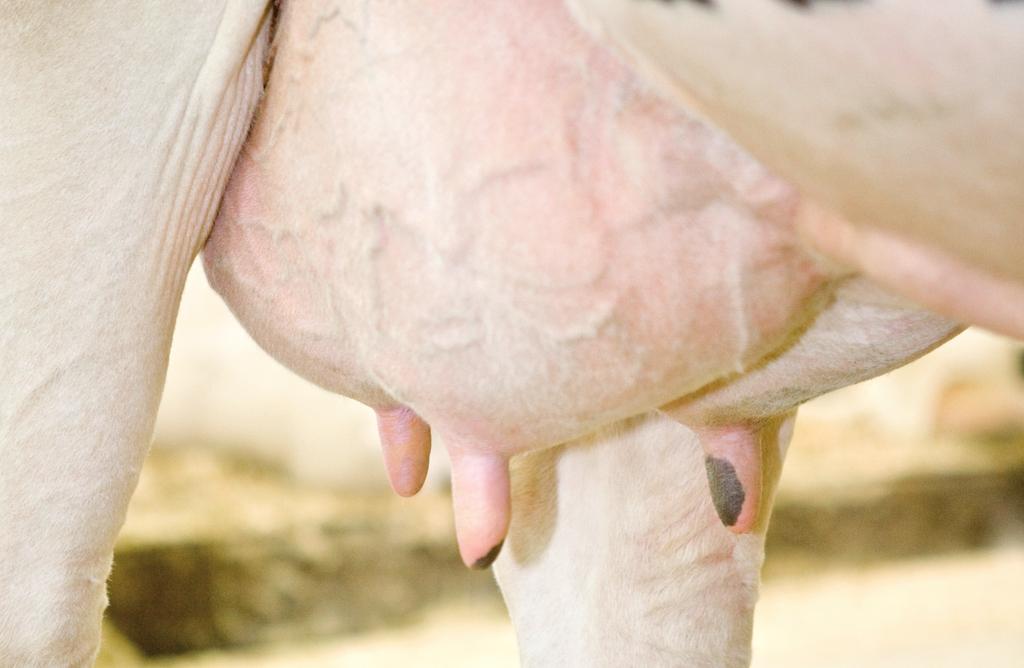 Herd Navigator and mastitis management 1. What is mastitis? in some cases of E. coli mastitis the milk production in the affected Mastitis is the most common and costly disease in dairy herds.