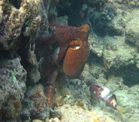 October 2012 Page 3 Day Octopus at Kapalua Bay, Photo and story by Serena Neff Day Octopus Octopus cyanea Gray, 1849 Hawaiian: He e mauli Hawaii has many octopi but the Day Octopus is the most