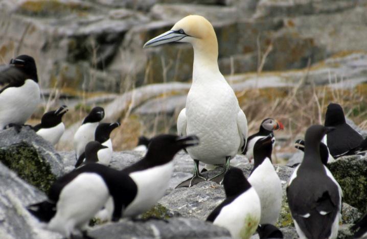 Other Species Northern Gannets were observed on the island the day of arrival (May 13) and were seen regularly throughout the summer. The highest recorded count was 21 on June 16.