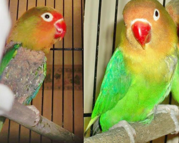 Figure 2. Before and after photos of a bird that previously plucked its feathers. IMAGE: Laura Miles.