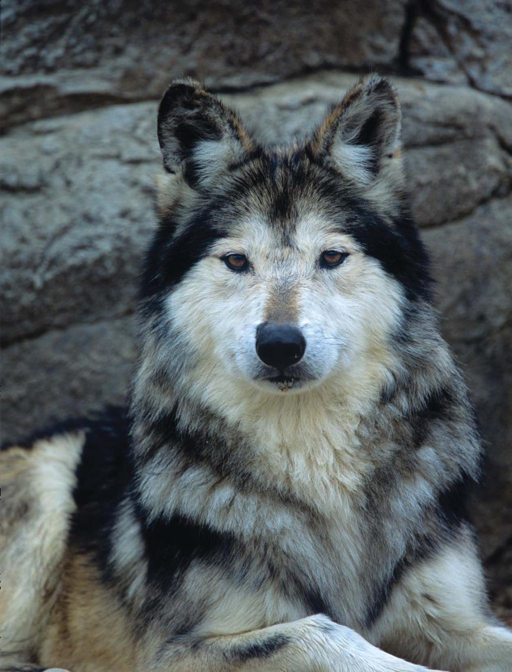 The Mexican gray wolf (Canis lupis baileyi) is the rarest and most distinct subspecies of gray wolf.