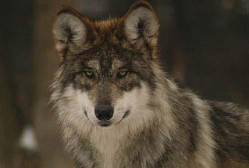 Bottom Although the Mexican gray wolf was designated as an endangered species in 1976, the federal government is now considering removing all species of gray wolves from the list.