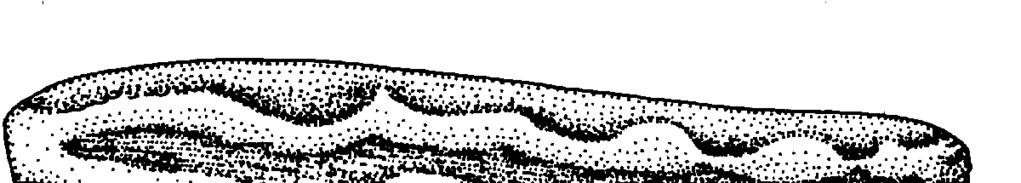 TETRAGNATHA OF THE AUSTRALASIA &GU e a L Fig. 9. Tetragatha priamus sp. ov. A ad B : Left chelicera of male, upper view. C : Ditto, lateral view. D : Ditto, lower view.