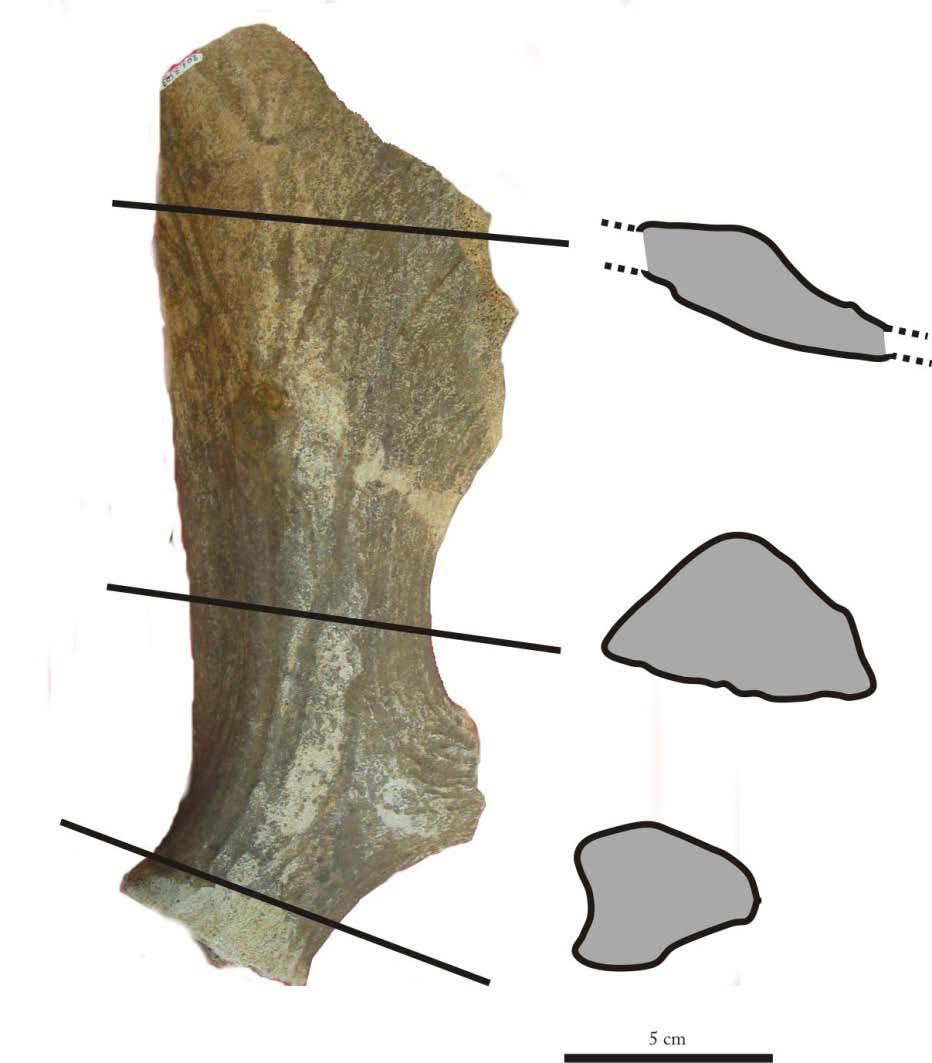Katharo, Middle Pleistocene? Dermitzakis et al. 2007, Van der Geer et al.