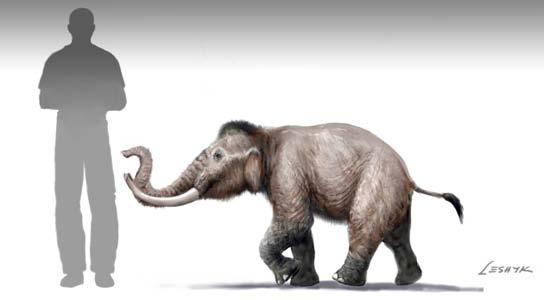Dwarf mammoth (Mammuthus creticus) Kritimys zone: