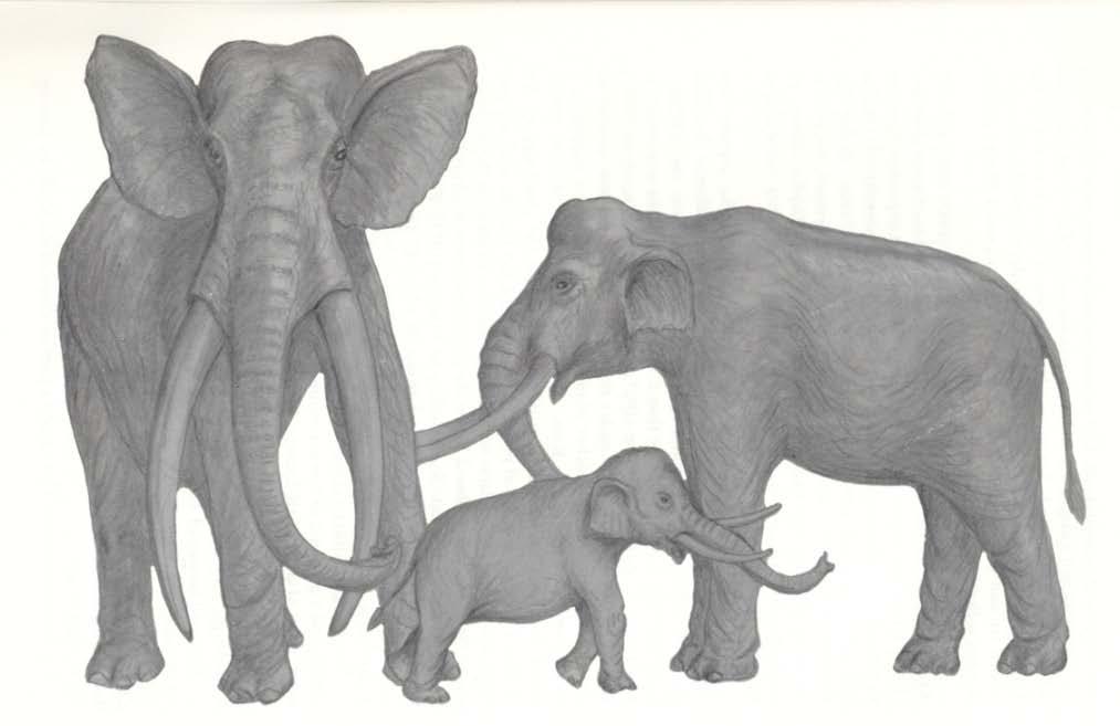 cretensis) Dwarf elephants