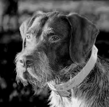 June The 2013 Gun WPGCA Dog E&R FOUNDATION Supreme Page NEWS BULLETIN of the WIREHAIRED POINTING GRIFFON CLUB OF AMERICA EDUCATION & RESEARCH FOUNDATION http://www.gundogsupreme.