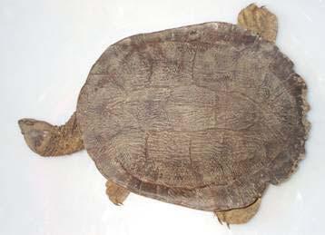 22 Fitzroy river turtle 22.1 EPBC legal status Vulnerable listed 16 July 2000 22.2 Biology and Ecology 22.2.1 Characteristics The Fitzroy river turtle (Rheodytes leukops) is a medium to dark brown