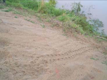 Fitzroy river turtle adult, nest and turtle tracks from waterline (Source: DERM 20