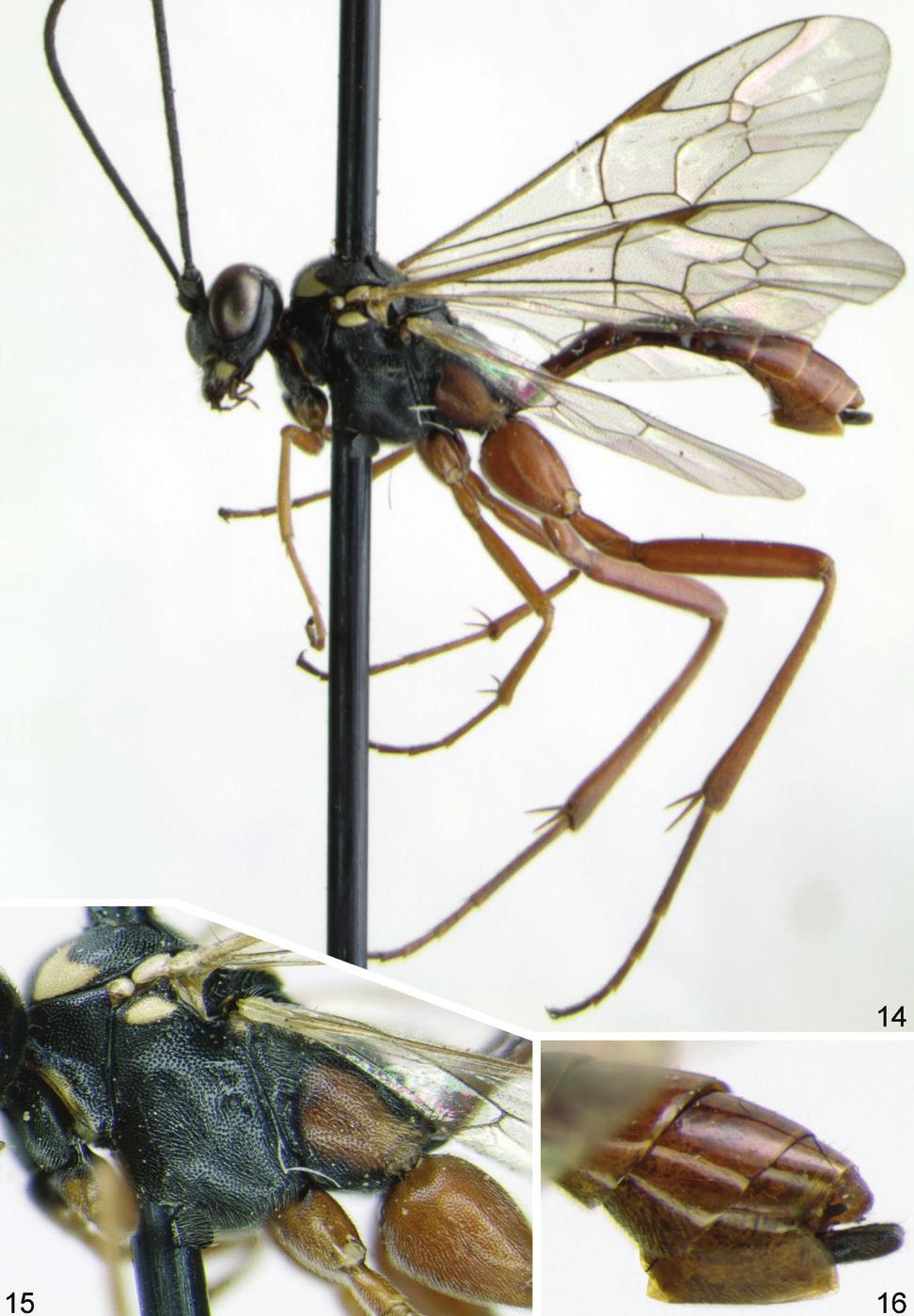 , female holotype: 6, head, dorsal view; 7, apex of metasoma with ovipositor, lateral view. E. rhampha, female: 8, apex of mandible.