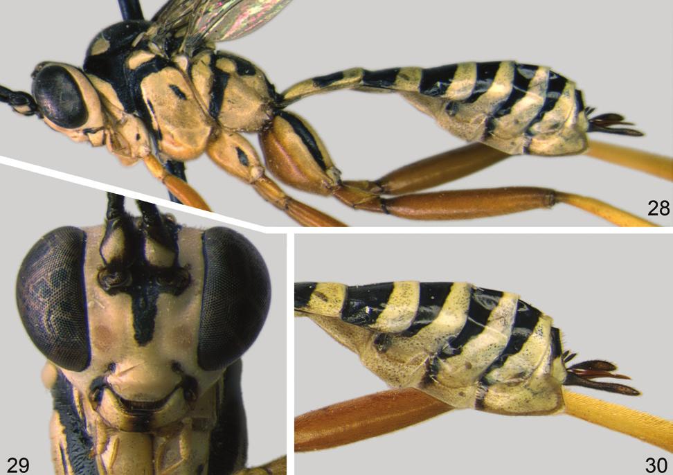 Exetastes tarsalis, female: 28, body, lateral view; 29, head, frontal view; 30, apex of metasoma with ovipositor, lateral view. weakly decurved, with distinct dorsal subapical notch; sheath 0.