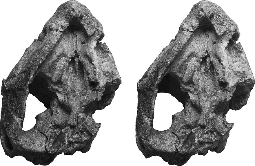 792 JOURNAL OF PALEONTOLOGY, V. 85, NO. 4, 2011 FIGURE 2 Ventral stereophotograph of Compsemys victa (UCM 49223) from the Denver Formation of Colorado.