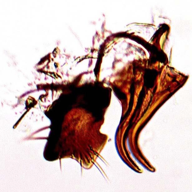 surstylus, mesolobus (posterior