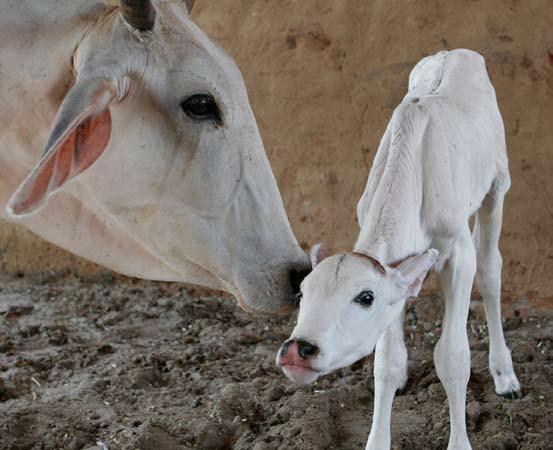 After a cursory examination they both doubted that Nitya Kisori was pregnant and thought her udder was inflamed due to an infection.