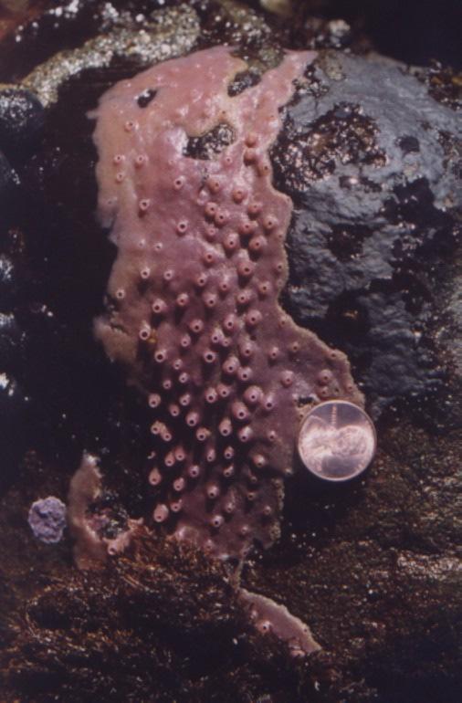 Porifera subtidal Haliclona ecbasis Purplish