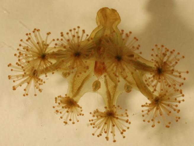 Cnidaria Haliclystus salpinx Stalked jellyfish