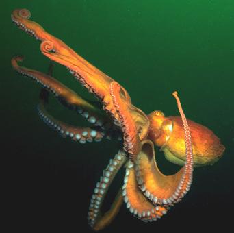Platyhelminthes Rossia pacifica Stubby squid subtidal