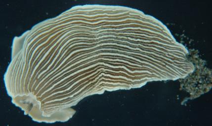 Armina californica nudibranch