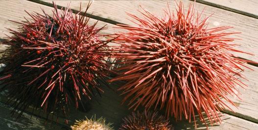 Echinodermata Strongylocentrotus franciscanus Red sea urchin