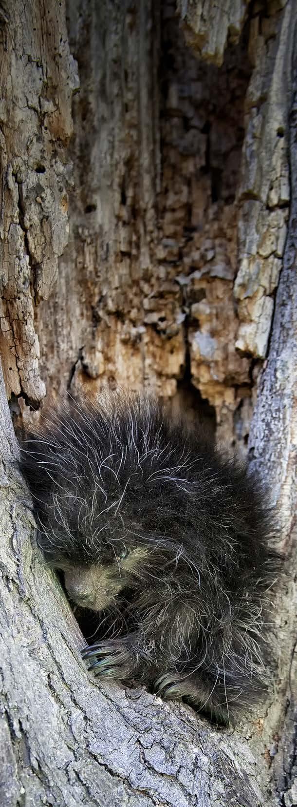 Not surprisingly, most cases of porcupine encounters are with dogs, but during his years of practice Dr.
