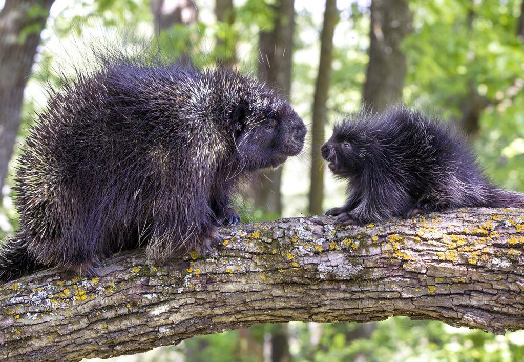 LYNN BYSTROM / DREAMSTIME.COM MIKAEL MALES / DREAMSTIME.COM The North American porcupine uses its tail and the hairless soles of its feet to help it climb trees.