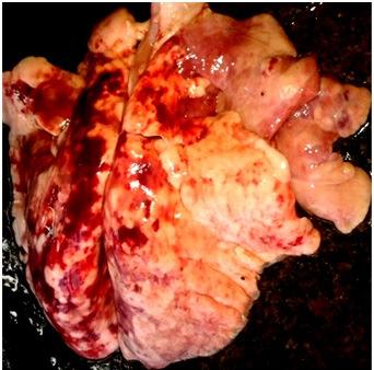 Histopathological Study of Pulmonary. 3251 [4] Ozcan K and Beytut E 2001 Pathological investigations on anthracosis in cattle. Veterinary Record, 149: 90 92.