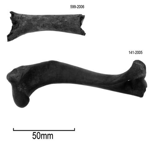 The dry and the wet: The variable effect of taphonomy on the dog remains from the Kohika Lake Village, Bay of Plenty, New Zealand 463 Figure 8.