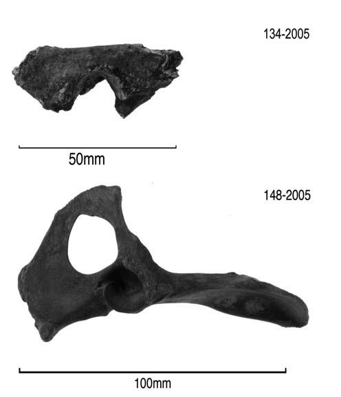 two largest cranial fragments found in Area E (compare with the doggnawed crania in Area D, as shown in Figure 7). Figure 10 (right).