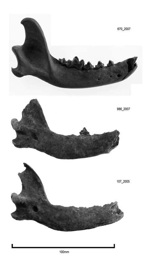 One right (top) and two left dog mandibles.