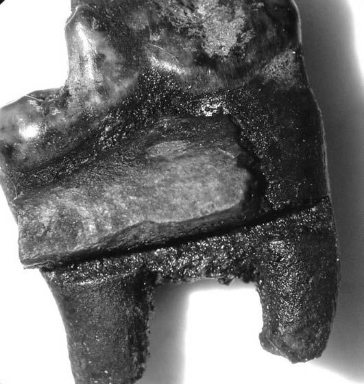 This is part of a twopiece fishhook made from a dog mandible by sawing off the ventral margin and the cranial end of the ascending